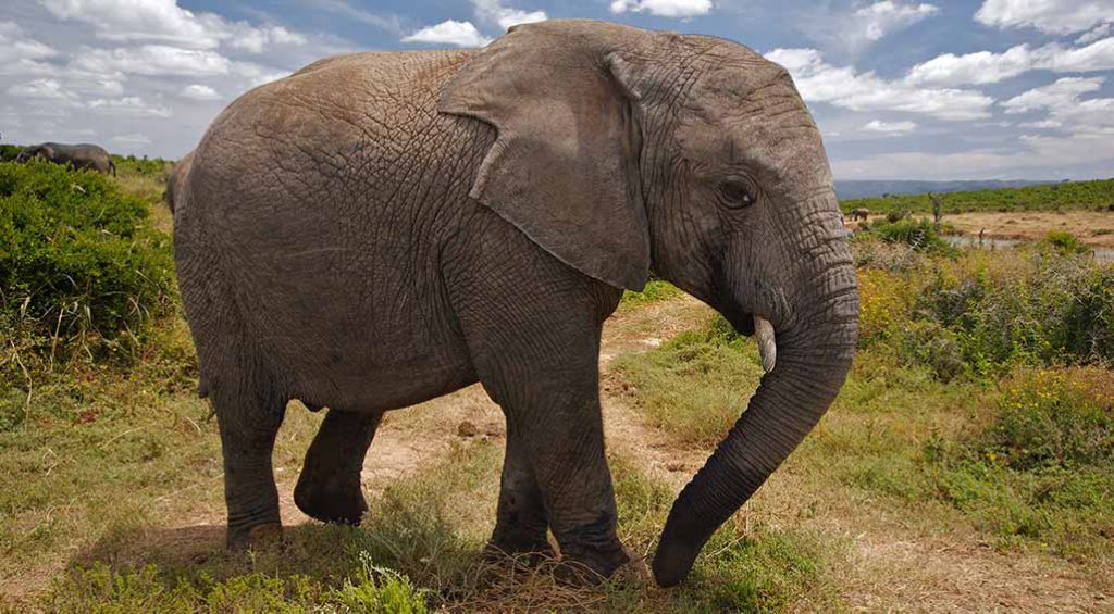 Elefante de perfil